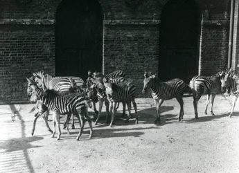 Een kleine kudde Chapmans zebra