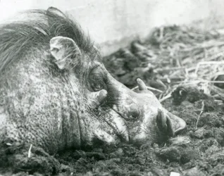 Een wrattenzwijn rustend in de modder in de London Zoo, 1927