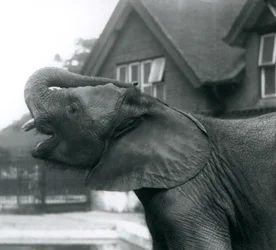Een jonge Afrikaanse Olifant met zijn slurf op zijn voorhoofd, London Zoo, augustus 1925