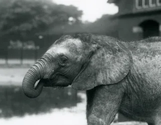 Een jonge Afrikaanse olifant met het uiteinde van zijn slurf in zijn mond, London Zoo, augustus 1925