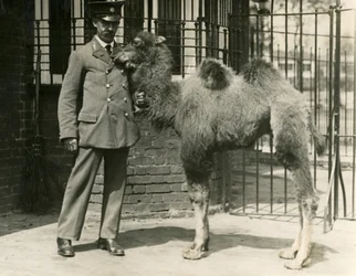Een jonge Bactrische kameel, geboren in de menagerie, met zijn verzorger, London Zoo