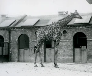 Een jonge mannelijke giraffe staand in zijn paddock voor het giraffenhuis, London Zoo