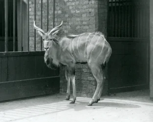 Een jonge mannelijke Grote Koedoe in zijn verblijf in London Zoo in 1929 (zwart-wit foto)
