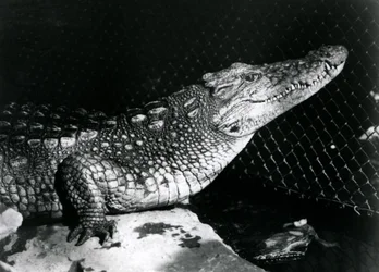 Een Amerikaanse alligator in de London Zoo in september 1924