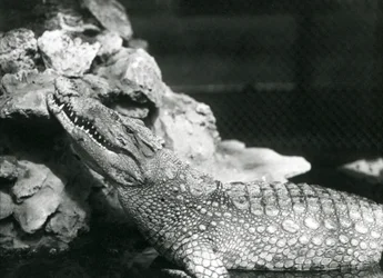 Een Amerikaanse Alligator rustend in een poel, kijkend naar de rotsen aan de rand van de poel, London Zoo