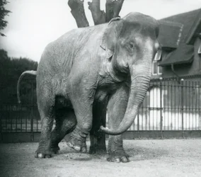 Een Aziatische olifant die zich krabt tegen een dode boom, London Zoo