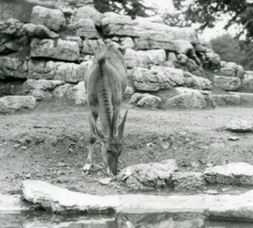Een eland grazend in het antilopeverblijf in London Zoo in 1929