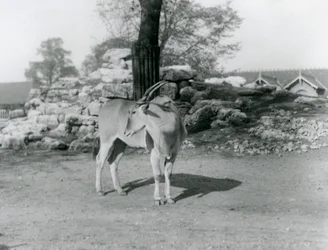 Een eland in zijn verblijf in London Zoo in 1929