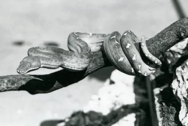 Een smaragdboa met zijn lichaam opgerold langs een tak, London Zoo, oktober 1928