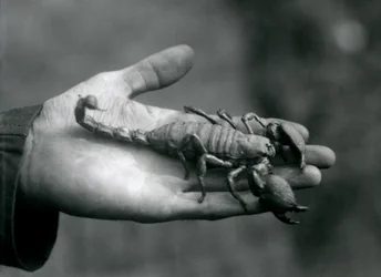 Een Keizerschorpioen in de handpalm van een verzorger, London Zoo, oktober 1925