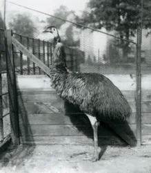 Een Emoe in de Londense Zoo in september 1927