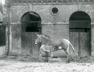 Een Bedreigde GrevysKeizerlijke Zebra die haar veulen voedt, in hun paddock in London Zoo in 1927