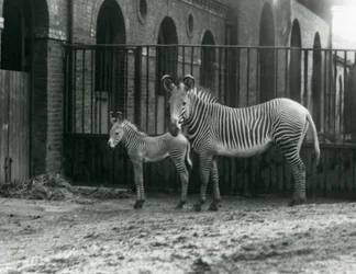 Een Bedreigde Grevy