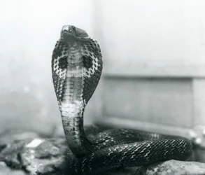 Een Indische Brilslang met opgeheven kop en gespreide kap, London Zoo, oktober 1925