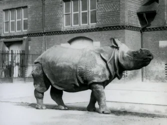 Een Indische neushoorn in de London Zoo, 1927