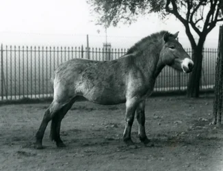 Een bedreigd Przewalski