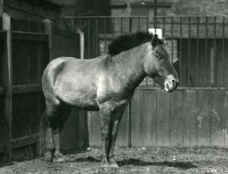 Een Bedreigde Przewalski