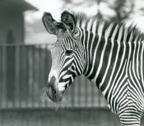 Een vrouwelijke/jenny bedreigde Grevy