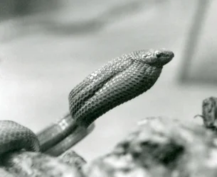 Eierslang in de London Zoo in 1930