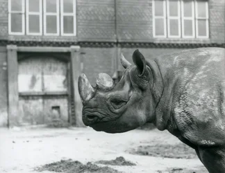 Eliza, een vrouwelijk zwart neushoorn, London Zoo
