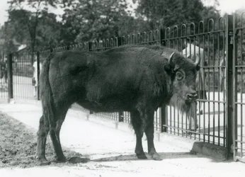 Europese bizon 