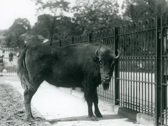 Europese Bison Georgina bij de tralies van haar verblijf, London Zoo, 12 augustus 1926