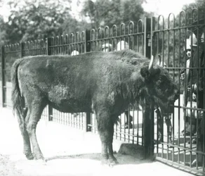 Europese bizon 