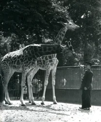 Vrouwelijke giraffen Maud en Maggie, met verzorger Ernie Professor Bowman, London Zoo
