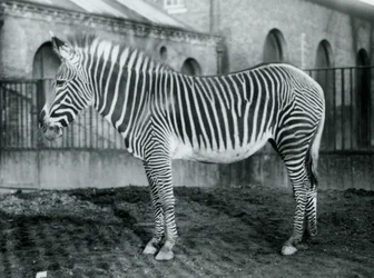 Vrouwelijke Grevy