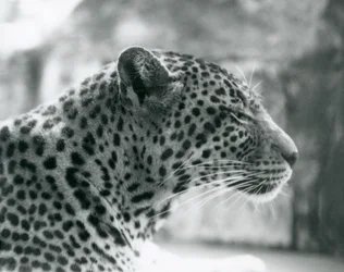 Vrouwelijke luipaard Daisy in London Zoo, augustus 1925