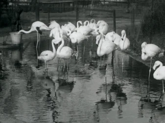 Grote Flamingo