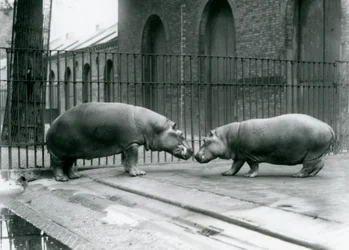 Nijlpaarden Bobbie en Joan worden voorgesteld in de London Zoo, 1923