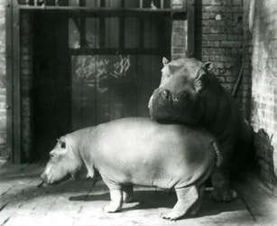 Nijlpaarden Joan en Jimmy in de London Zoo in 1927