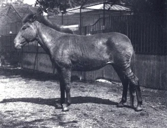 Hybride zebra-paard in de Londense Dierentuin, juli 1916