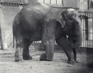 Indiase Olifant, Assam Lukhi, knielend met verzorger in de Londense Dierentuin, april 1914