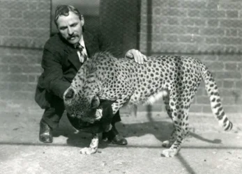 Verzorger Charles Dixon met een speelse cheeta in de Londense dierentuin, oktober 1922