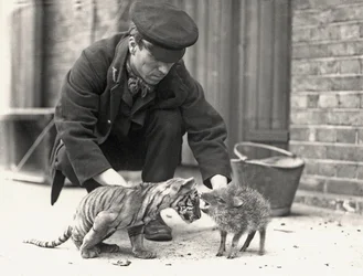 Beheerder, H. Warwick, met een tijgerwelp en een pekari, genomen in ZSL London Zoo, mei 1914