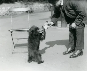 Verzorger Harry Warwick voedt een Luiaardbeerwelp met de fles in de London Zoo, augustus 1921