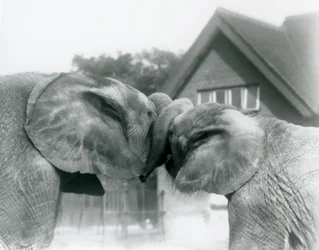 Mannelijke Afrikaanse Olifant Kiberenge en vrouwelijke Afrikaanse Olifant Hango begroeten elkaar door hun slurven te knopen in London Zoo in oktober 1927. Kiberenge was aan London Zoo geschonken door H.E. Sir Horace Byatt