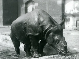 Mannelijke Indische Neushoorn Felix verlaat zijn zwembad in London Zoo in 1928