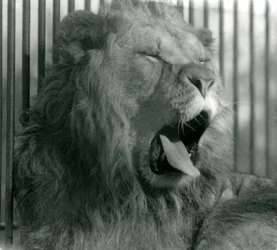 Mannelijke leeuw, Abdullah, geeuwt in zijn verblijf in London Zoo in 1925