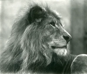 Mannelijke leeuw Kuja in London Zoo in januari 1925