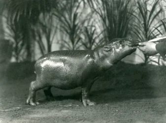 Percy, een jonge Dwergnijlpaard, met de hand gevoerd in de London Zoo, november 1923