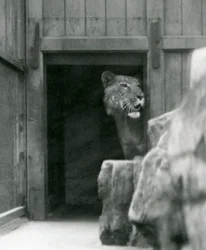 Ranji een mannelijke tijgerleeuw, London Zoo