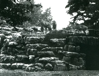 Het elandantilopenverblijf in de London Zoo in juni 1924