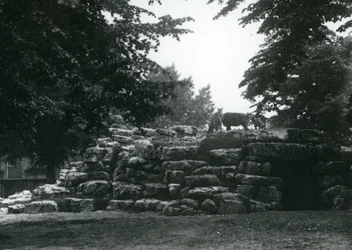 De elandantilopenweide in de Londense dierentuin in juni 1924