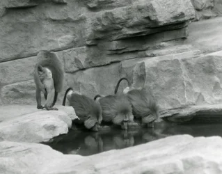 Drie Heilige Baviaan drinken uit een poel in hun rotsachtige verblijf terwijl een vierde wegloopt, London Zoo, juni 1925