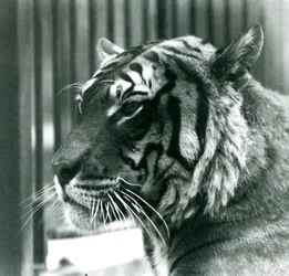 Tijger Sam in London Zoo in 1925