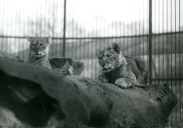 Twee leeuwenwelpen, geboren in de menagerie, in hun verblijf in de London Zoo