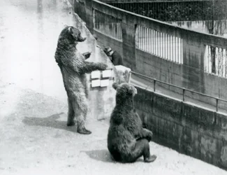 Twee bruine beren, een staand op zijn achterpoten en een zittend, kijkend vanaf de Mappin Terrassen, London Zoo, juli 1925